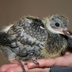 Baby Pigeon Photo 01