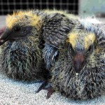Baby Pigeon Photo 02