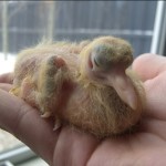 Baby Pigeon Photo 04
