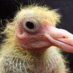 Baby Pigeon Photo 05