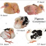 Baby Pigeon Photo 06