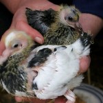 My Baby Pigeons