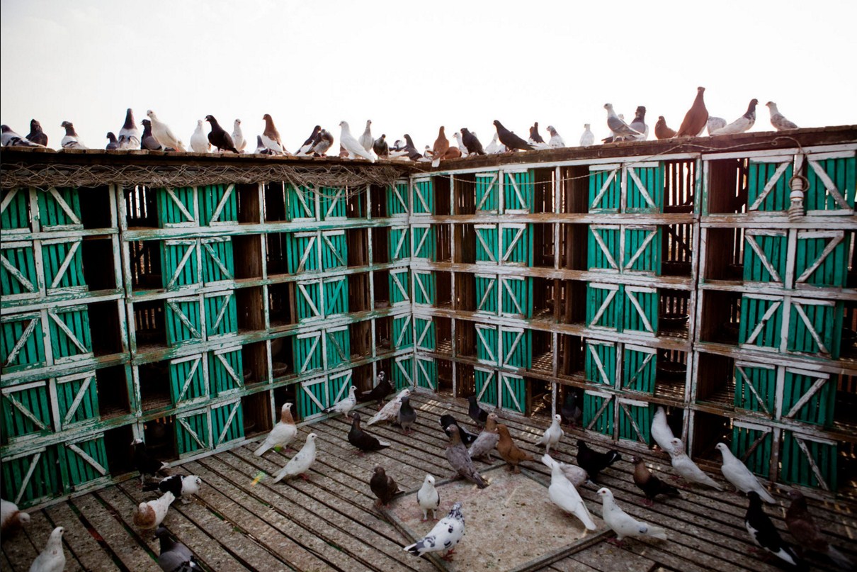My Pigeon Farm