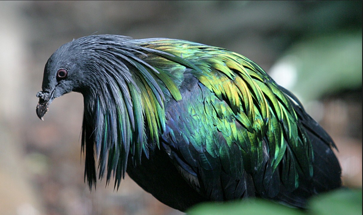 Nicobar Pigeon
