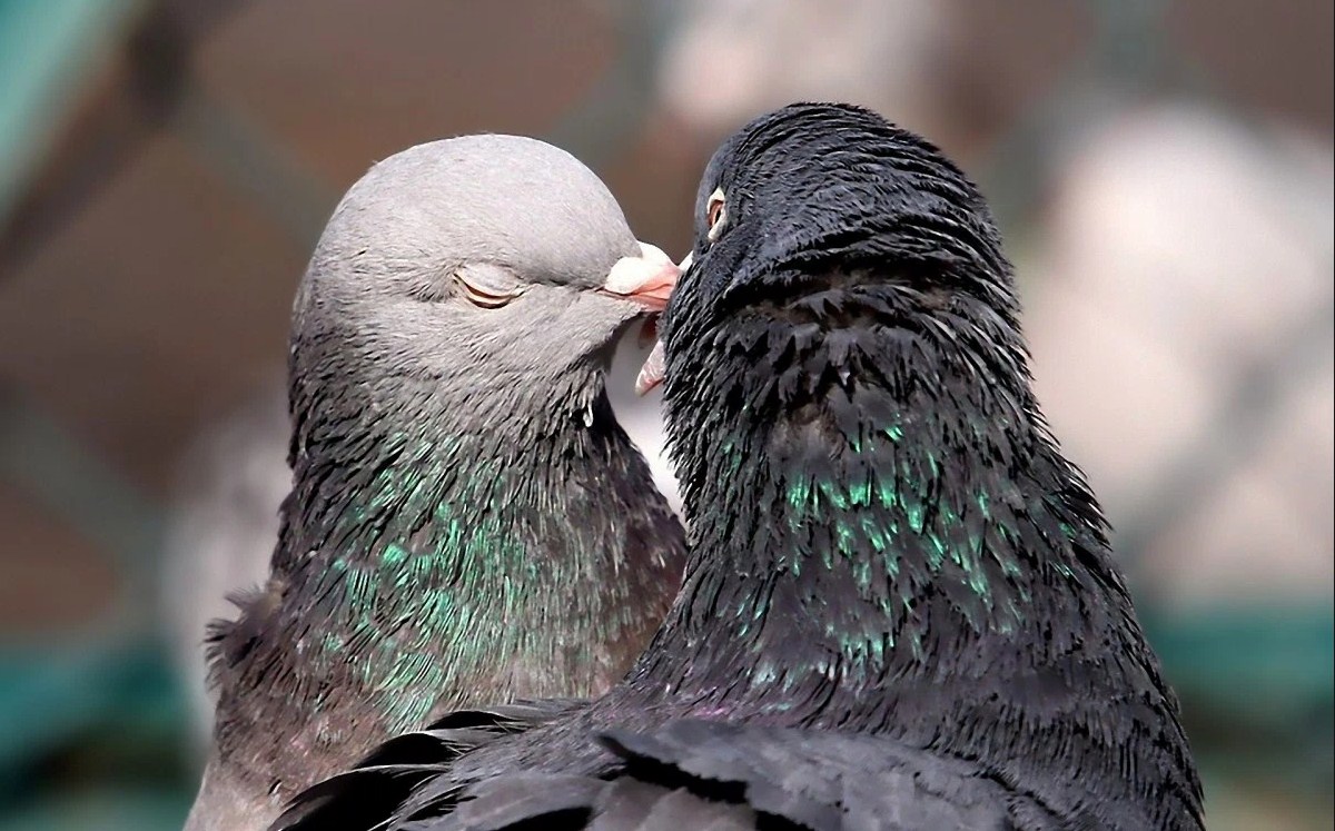 Pigeon Breeds