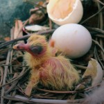 Pigeon Egg Hatching