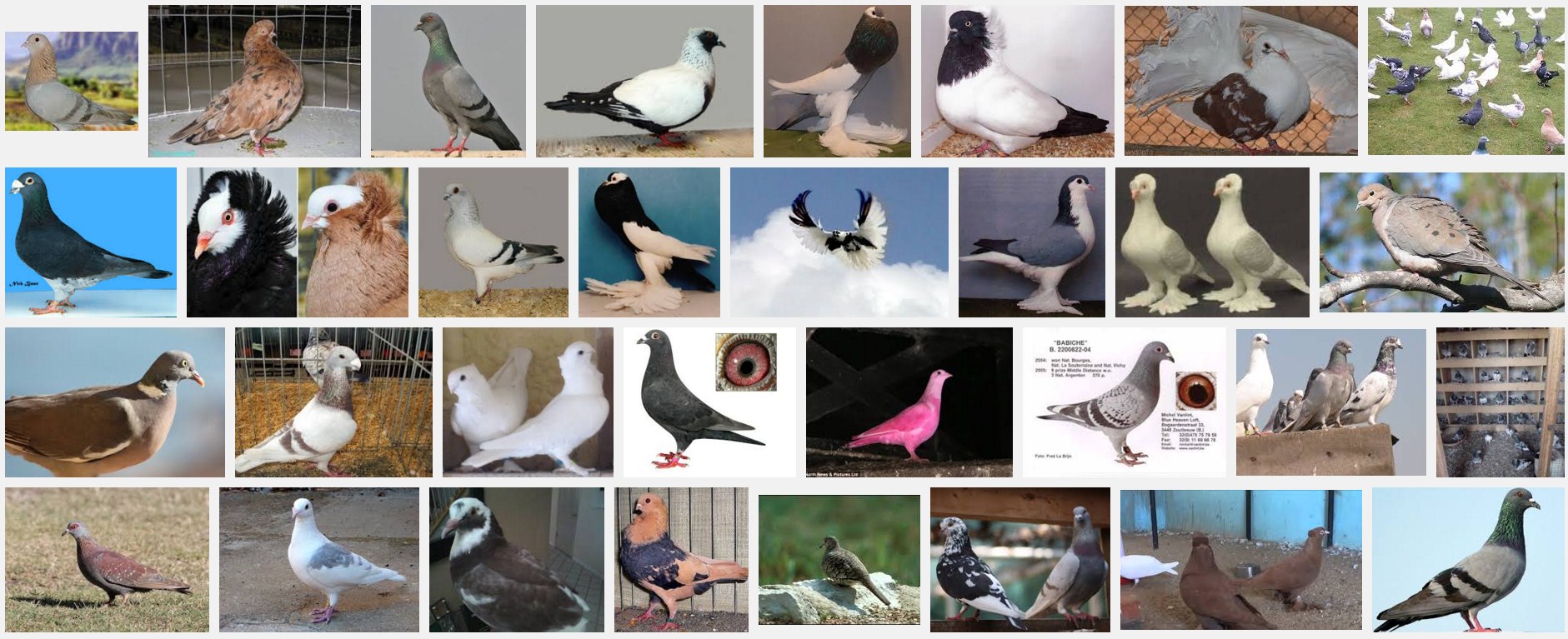 Types of Pigeons
