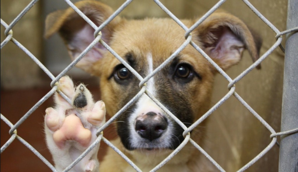 Dogs for Adoption