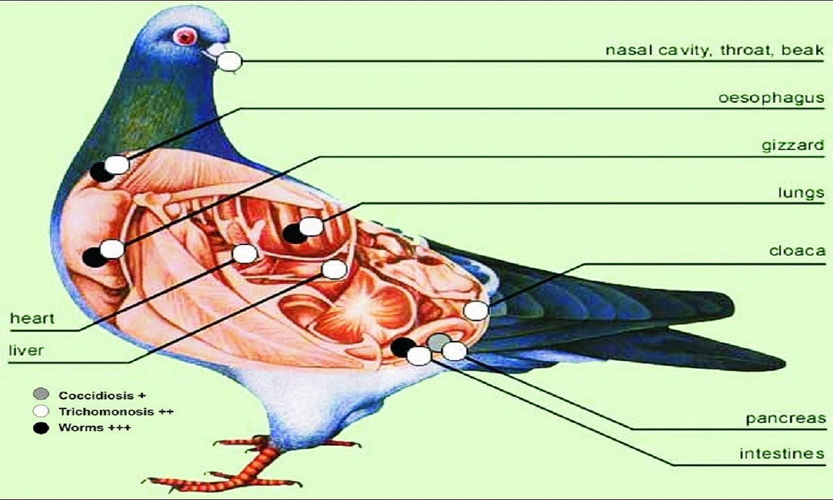 Pigeon Diseases Symptoms and Treatment