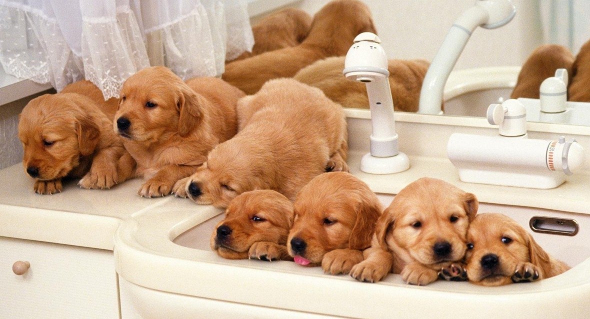 puppies