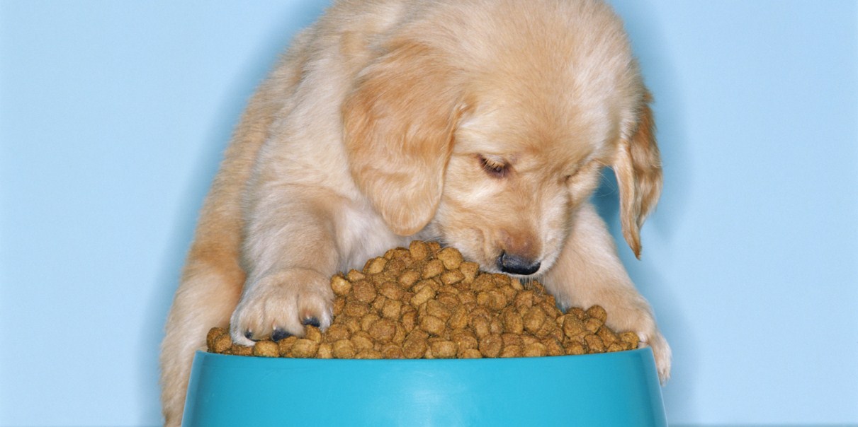Best Puppy Food