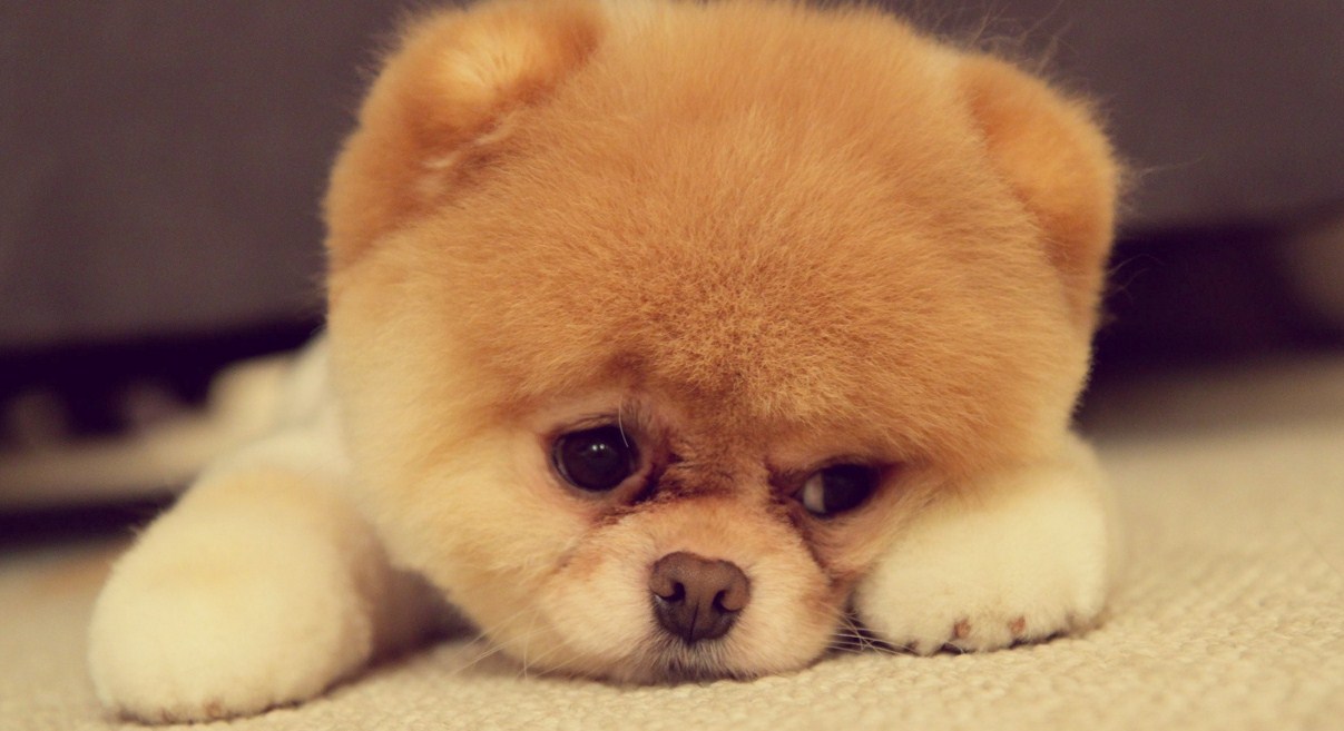 Small Dog Breeds