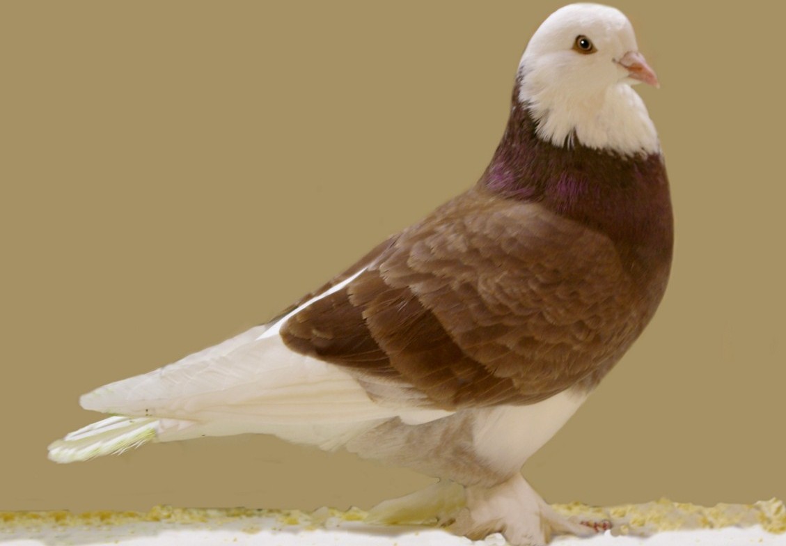 Tumbler Pigeon