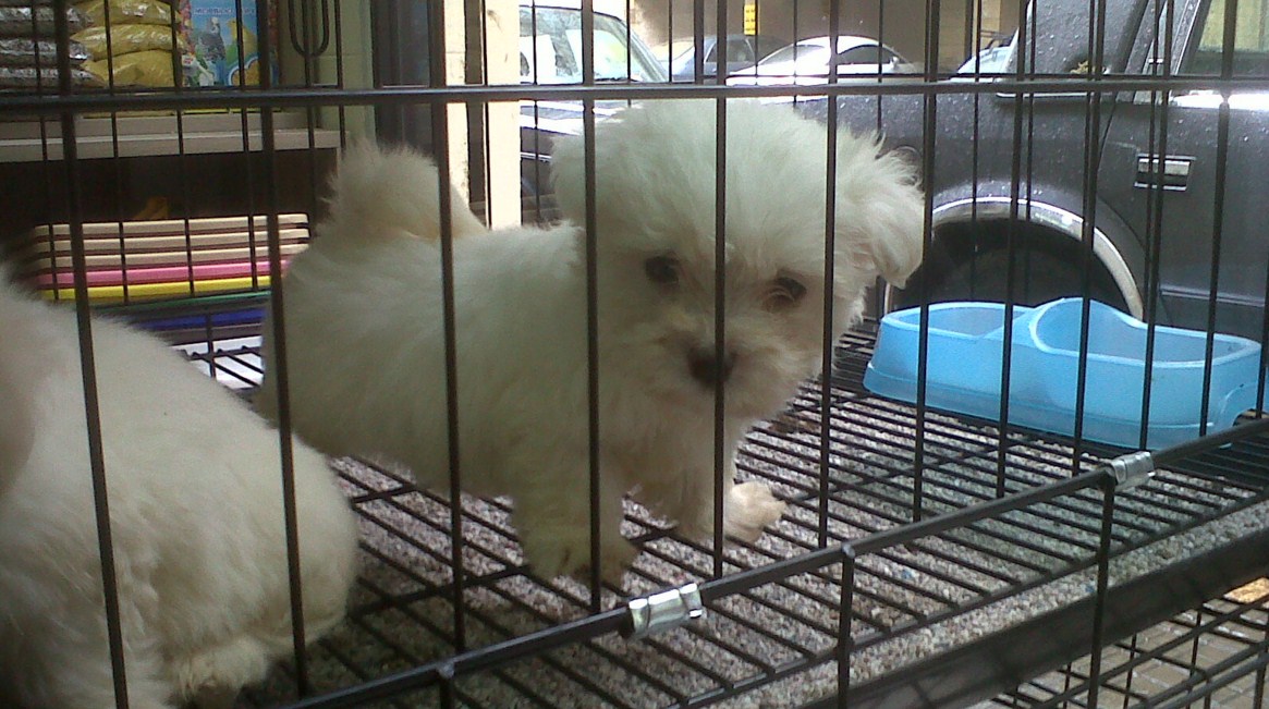 dogs for sale