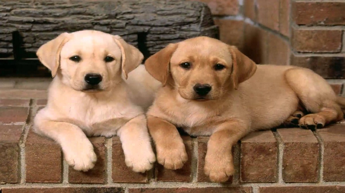 medium dog breeds
