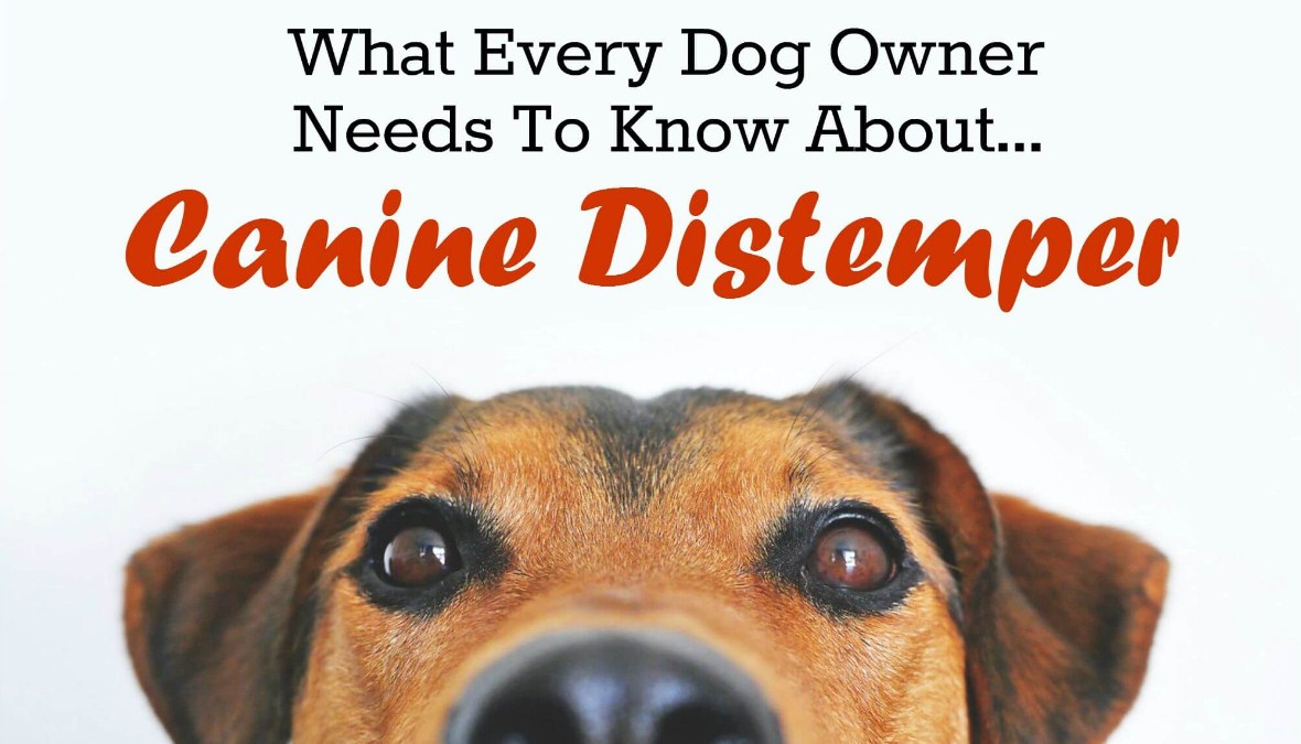 Canine distemper in dogs