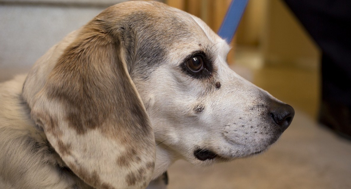 Dog Cancer