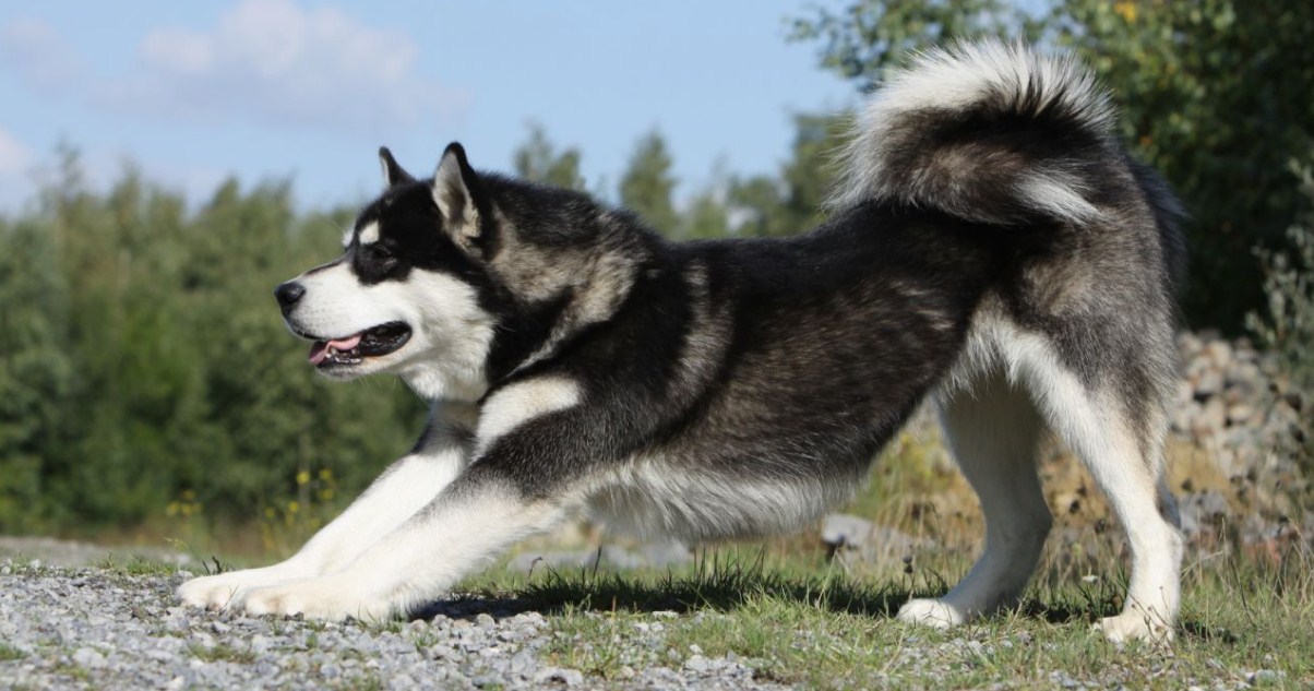 Large Dog Breeds