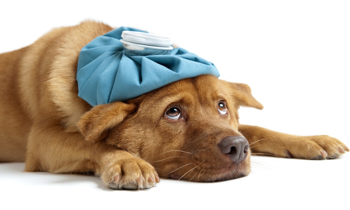 Canine Influenza