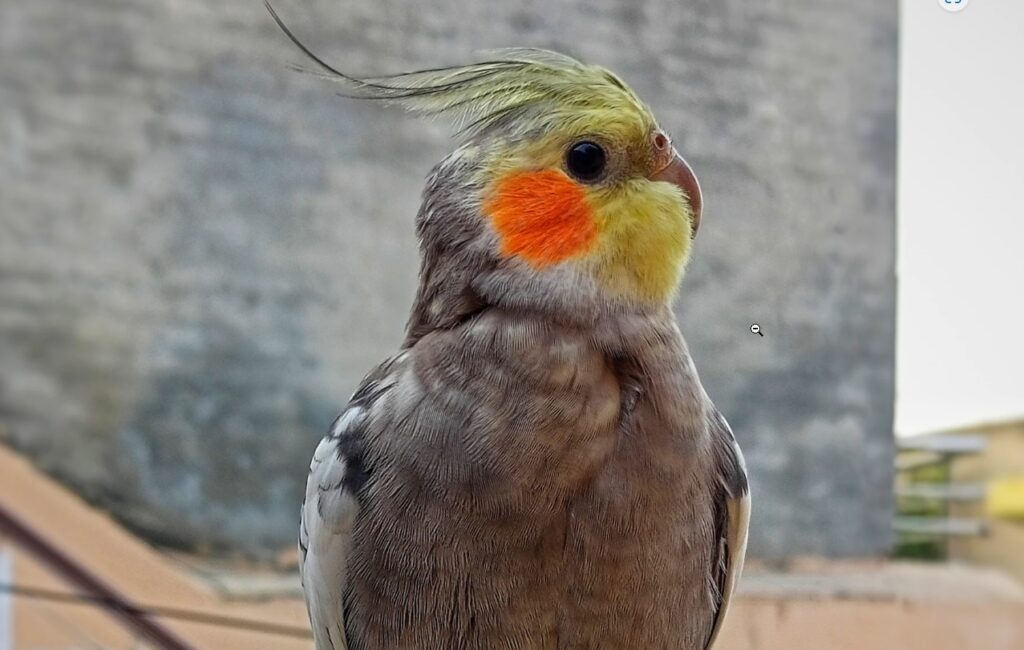 Cockatiel Birds