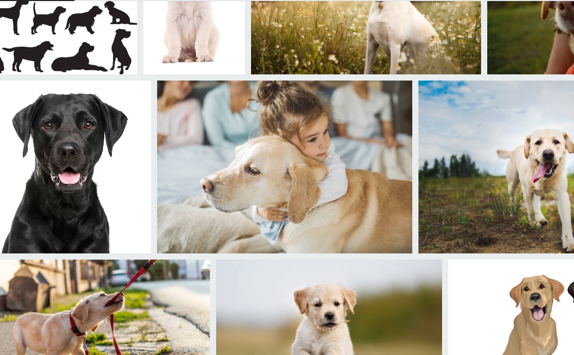 Labrador Retriever