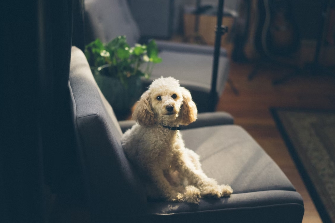 Training and Socialization is Basic Needs of a Puppy