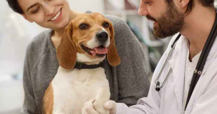 dogs basic needs