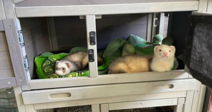 Ferret Housing