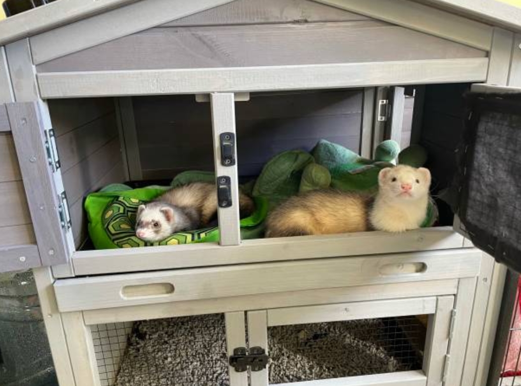 Ferret Housing