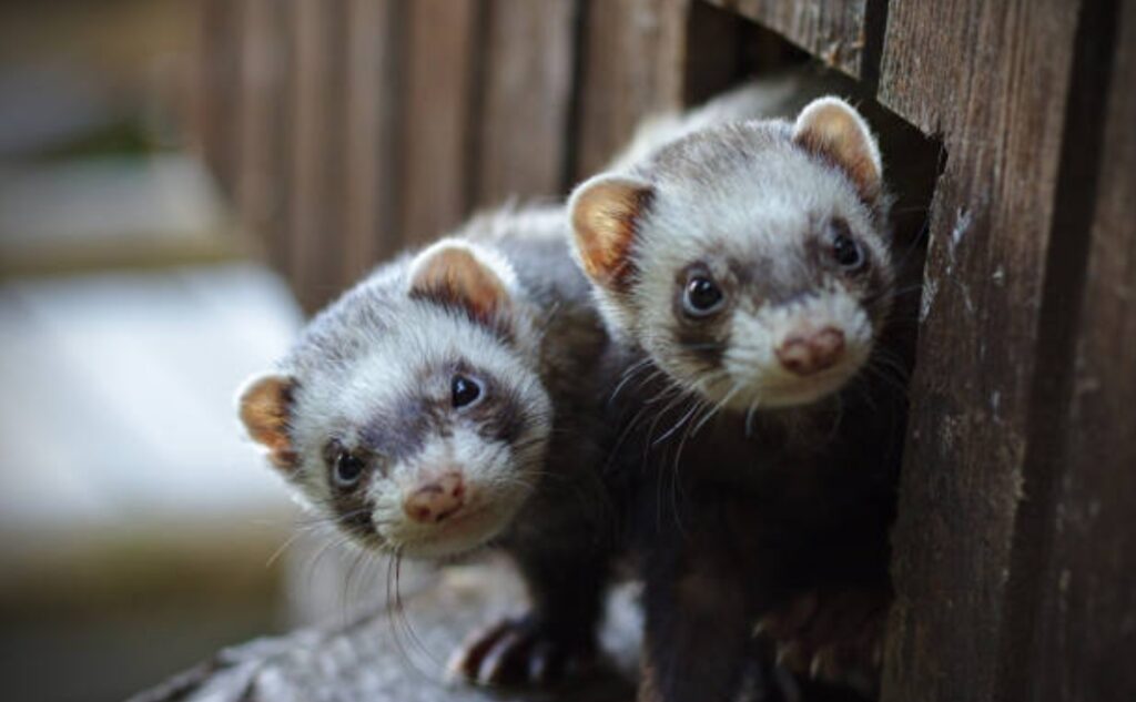 Ferrets as Pets