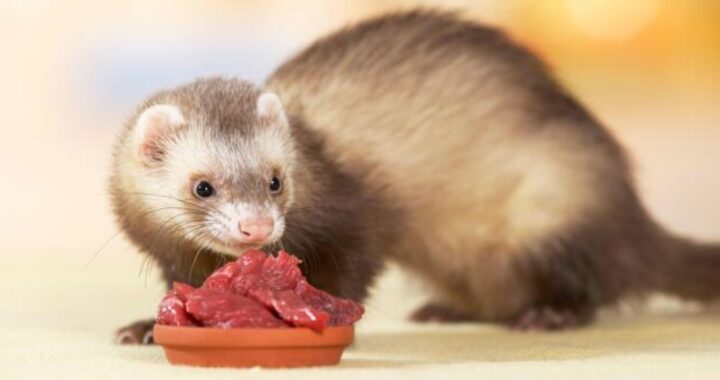 What Do Ferrets Eat
